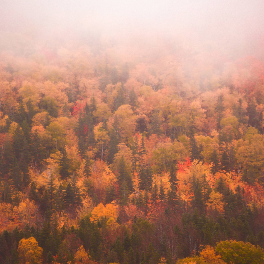 Tips for a Happy, Healthy Season