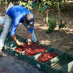 Tofino Coffee Roasting Co. | Old Growth Coffee Beans