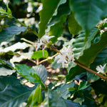 Tofino Coffee Roasting Co. | Old Growth Coffee Beans