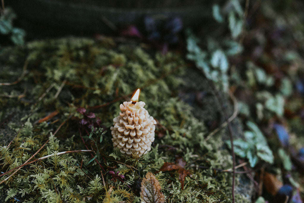 Pine Cone Candle | Organic Beeswax Candle Collection